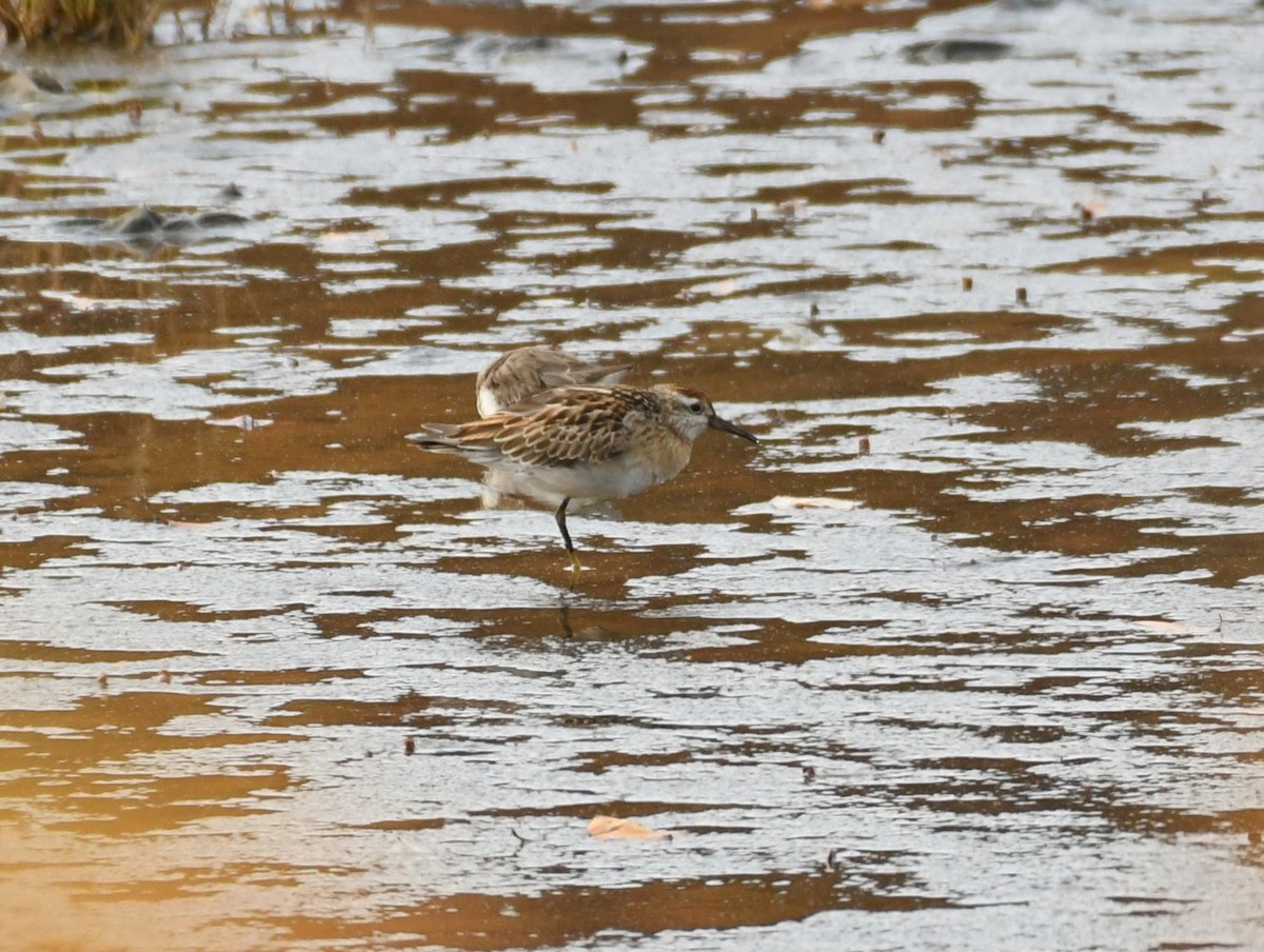Sharp-tailed Sandpiper - ML645281466