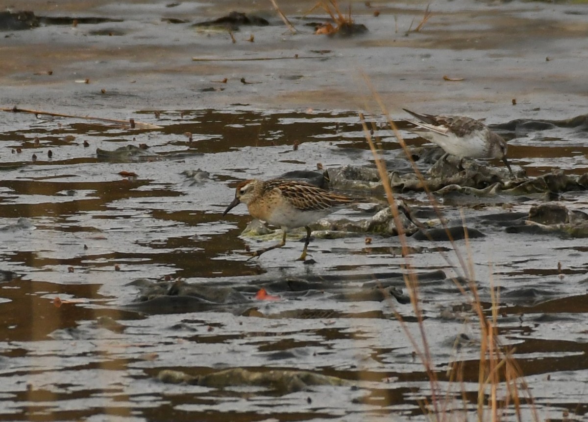 Sharp-tailed Sandpiper - ML645281467
