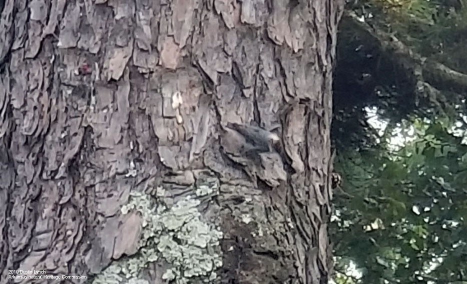 Sittelle à tête brune - ML645281469