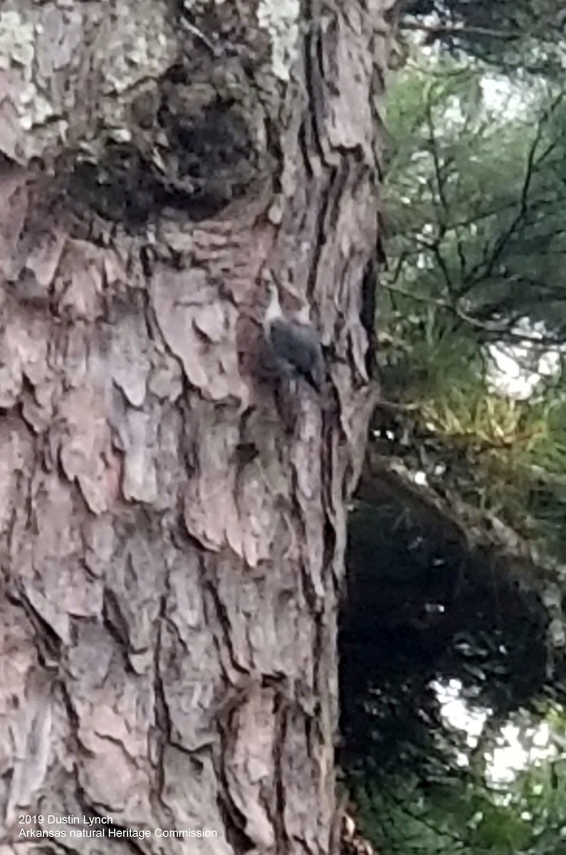 Sittelle à tête brune - ML645281470