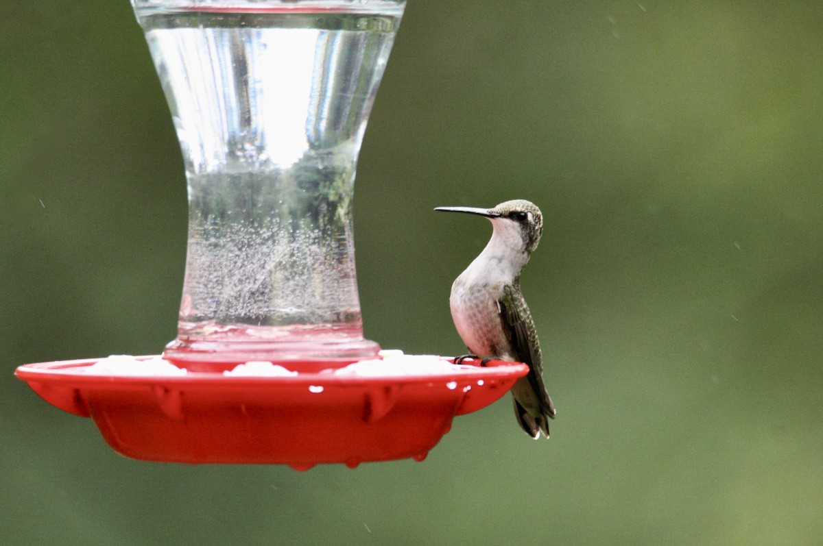 Colibrí Gorjirrubí - ML645281474