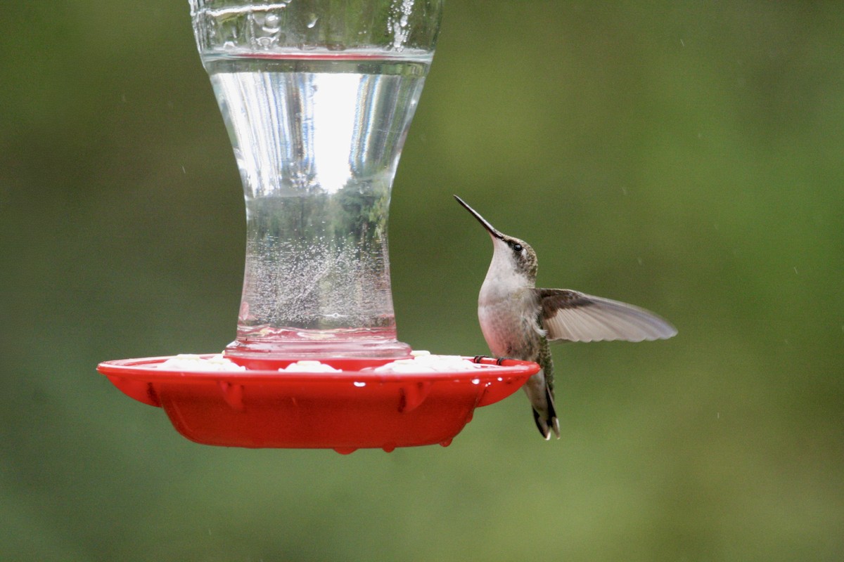 Colibrí Gorjirrubí - ML645281475