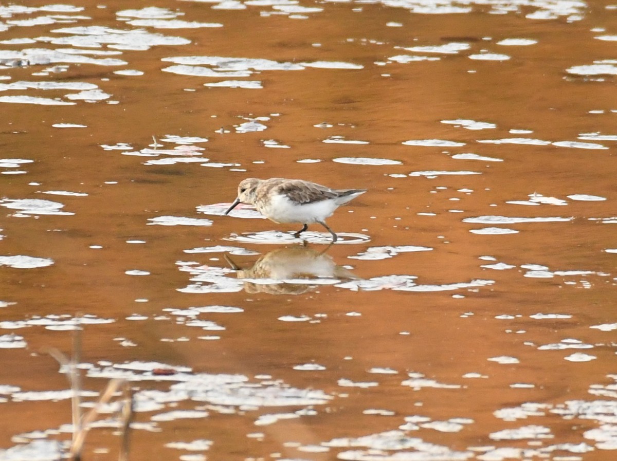 Western Sandpiper - ML645281484