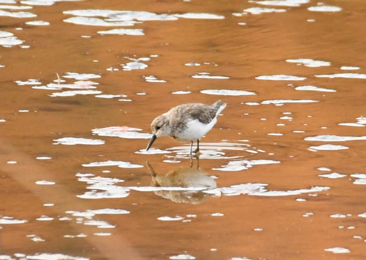Western Sandpiper - ML645281485