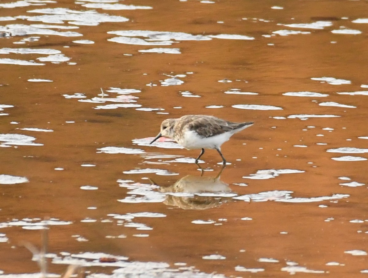 Western Sandpiper - ML645281486