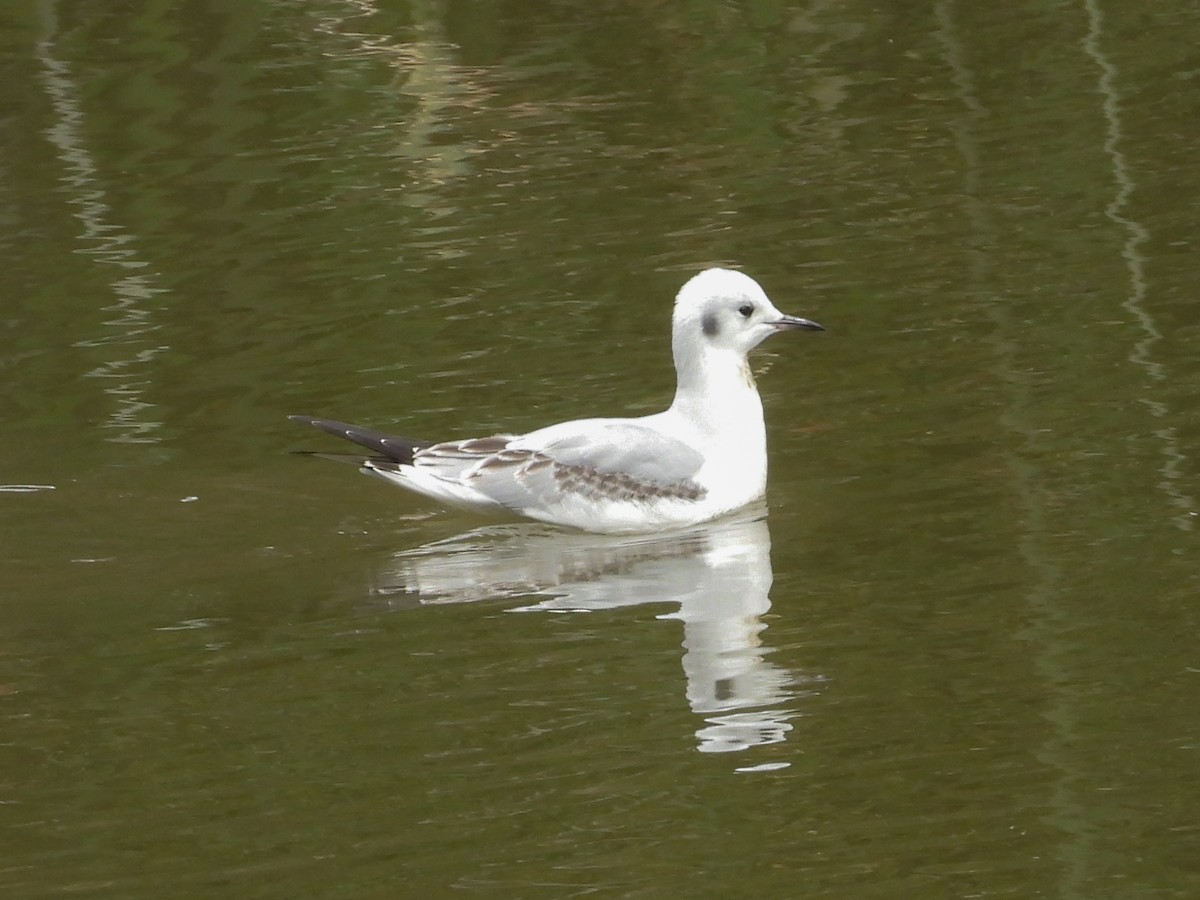 Gabbiano di Bonaparte - ML645281489
