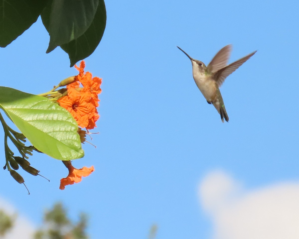 Colibrí Gorjirrubí - ML645281495