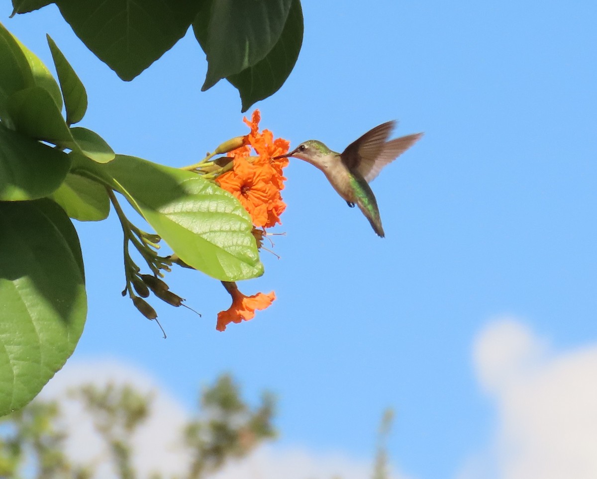 Colibrí Gorjirrubí - ML645281496