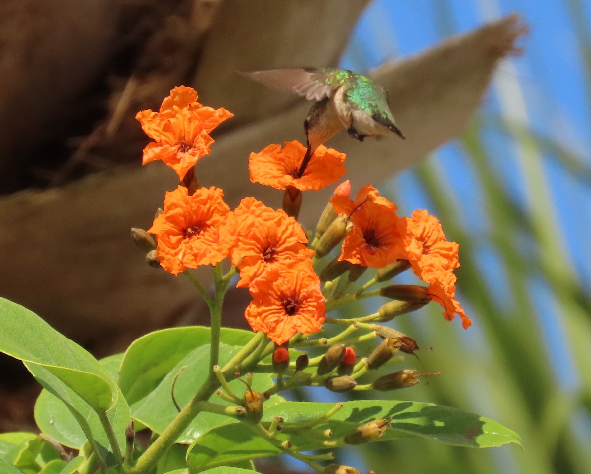 Colibrí Gorjirrubí - ML645281497