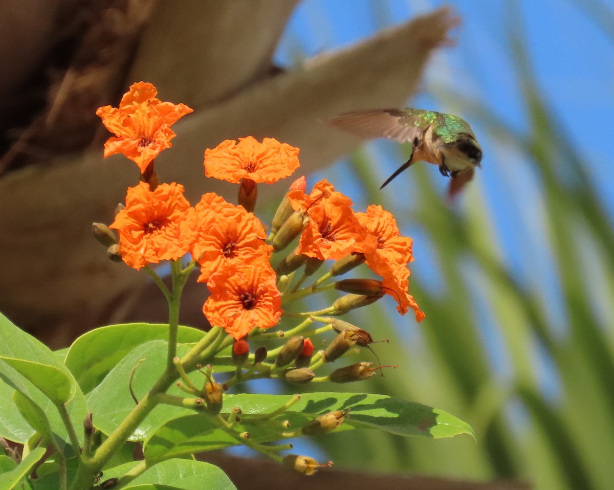 Colibrí Gorjirrubí - ML645281498