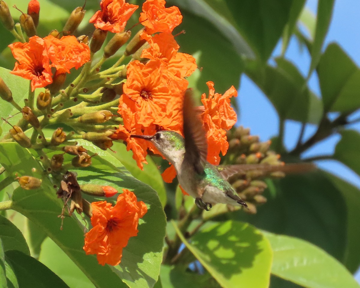 Colibrí Gorjirrubí - ML645281499