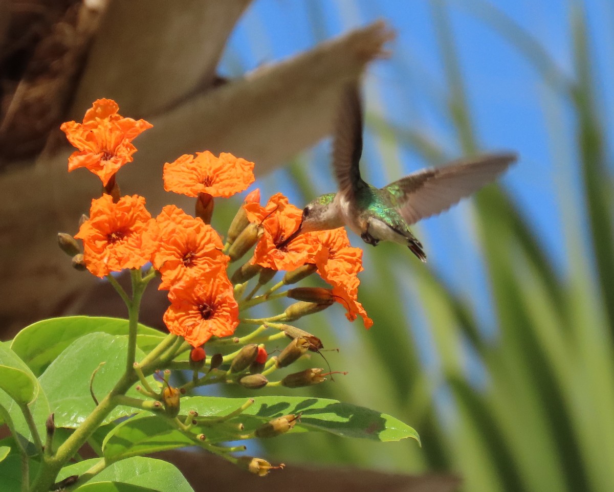 Colibrí Gorjirrubí - ML645281500