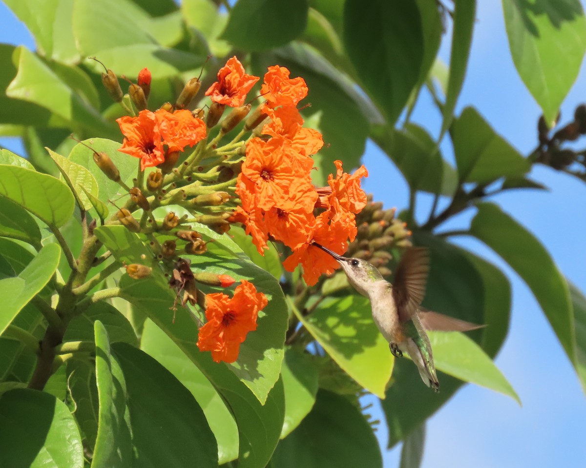 Colibrí Gorjirrubí - ML645281501