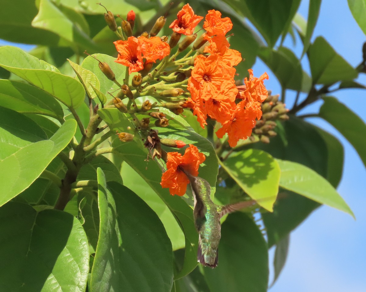 Colibrí Gorjirrubí - ML645281502