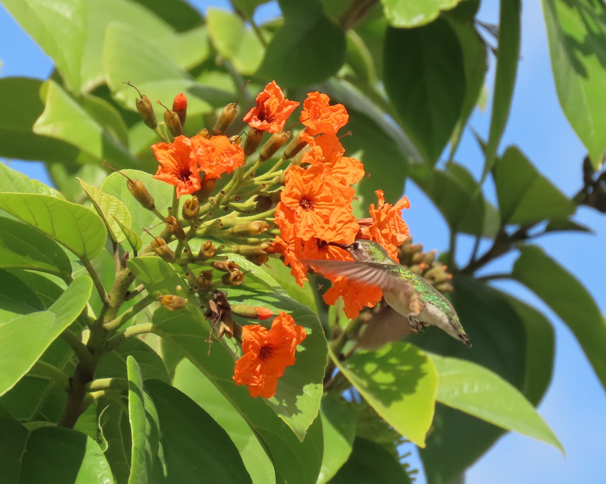 Colibrí Gorjirrubí - ML645281503