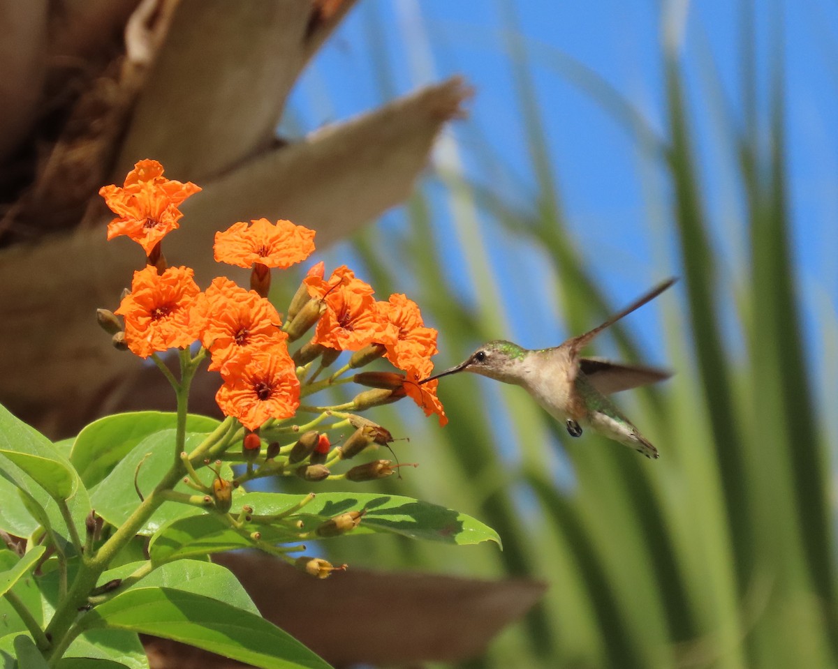 Colibrí Gorjirrubí - ML645281504