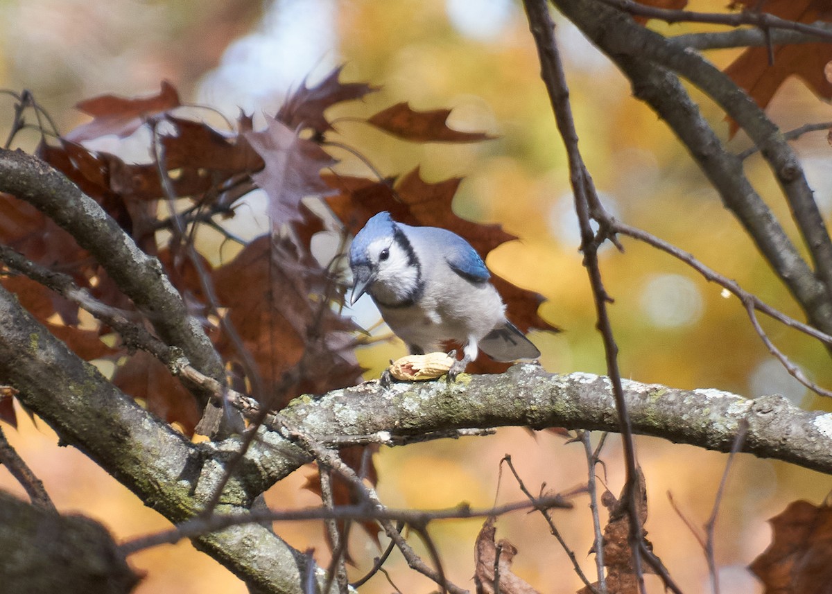 Blauhäher - ML645281521