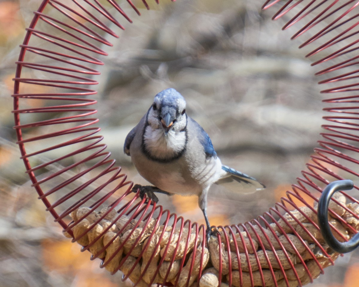 Blauhäher - ML645281522