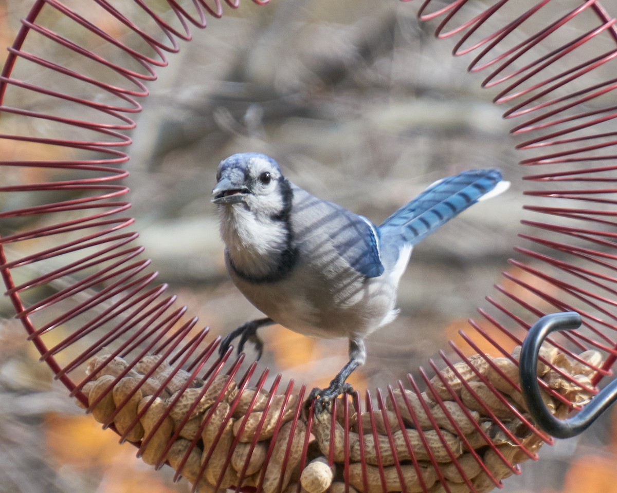 Blauhäher - ML645281523