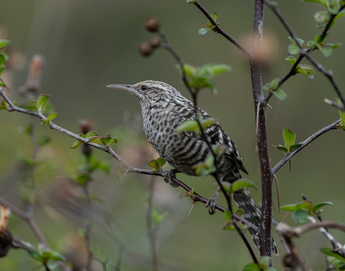 Fasciated Wren - ML645281524