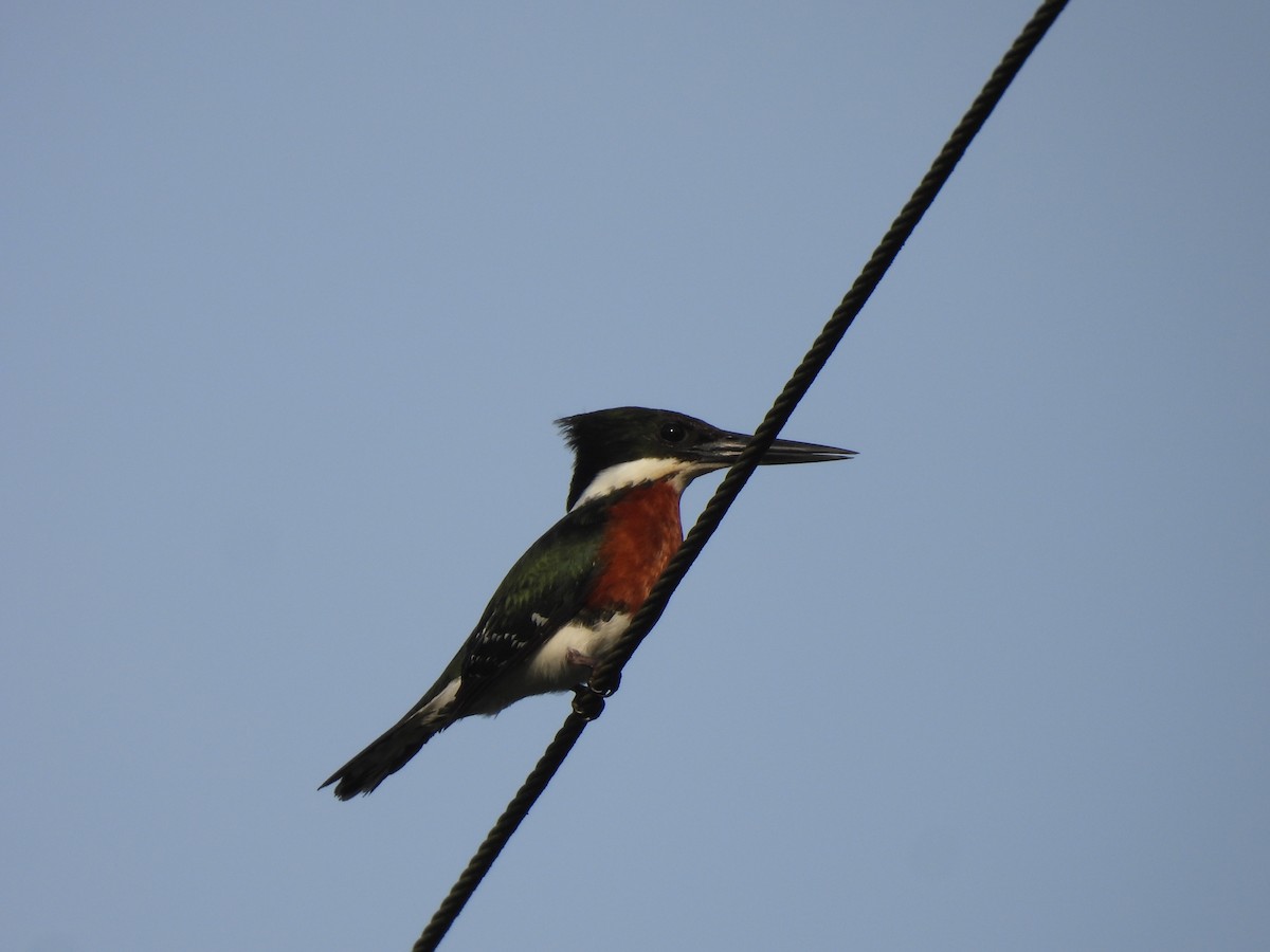 Green Kingfisher - ML645281540