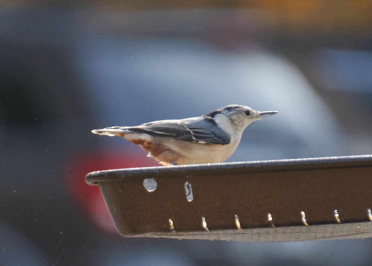 Weißbrustkleiber - ML645281566