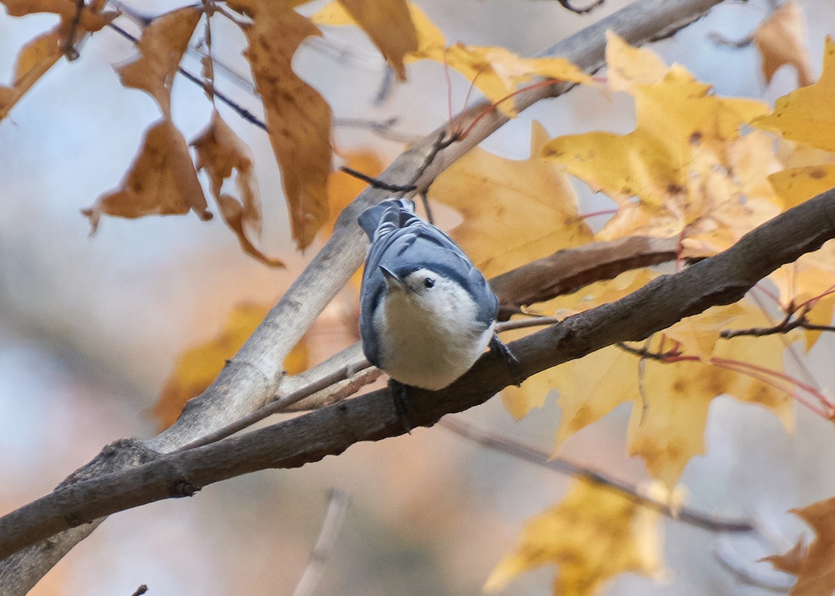 Weißbrustkleiber - ML645281567