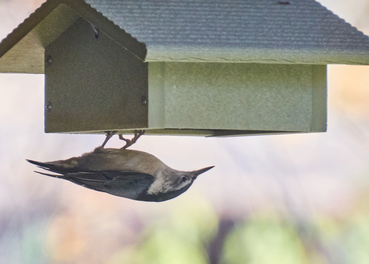 Weißbrustkleiber - ML645281568