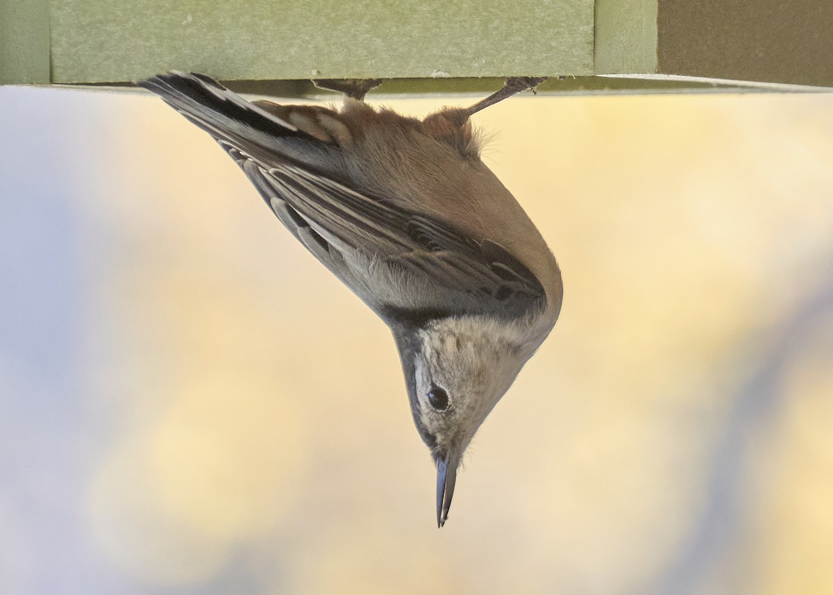 Weißbrustkleiber - ML645281569