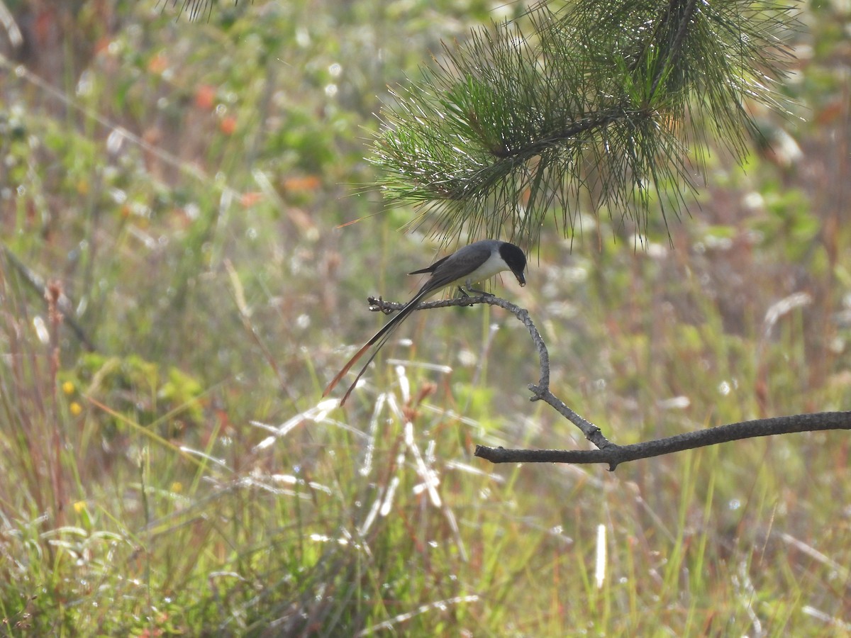 Fork-tailed Flycatcher - ML645281576