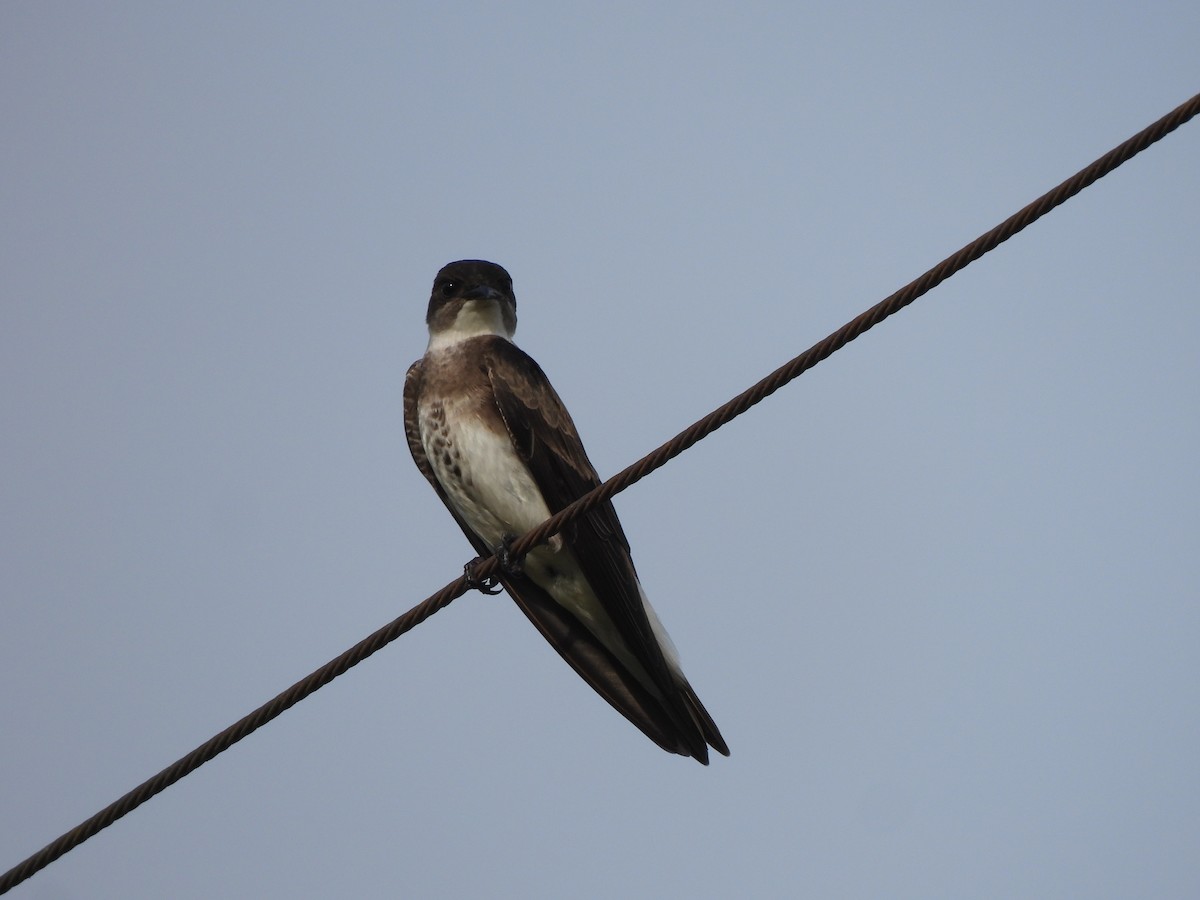 Brown-chested Martin - ML645281584