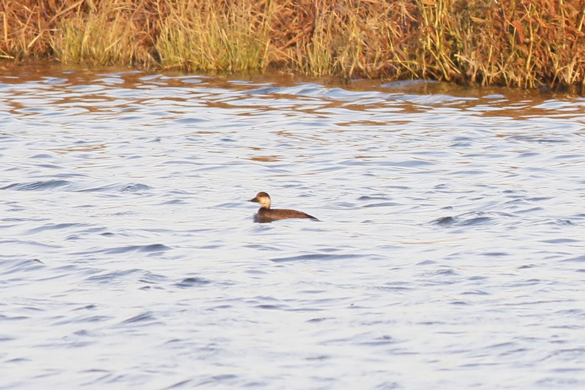 Black Scoter - ML645281593