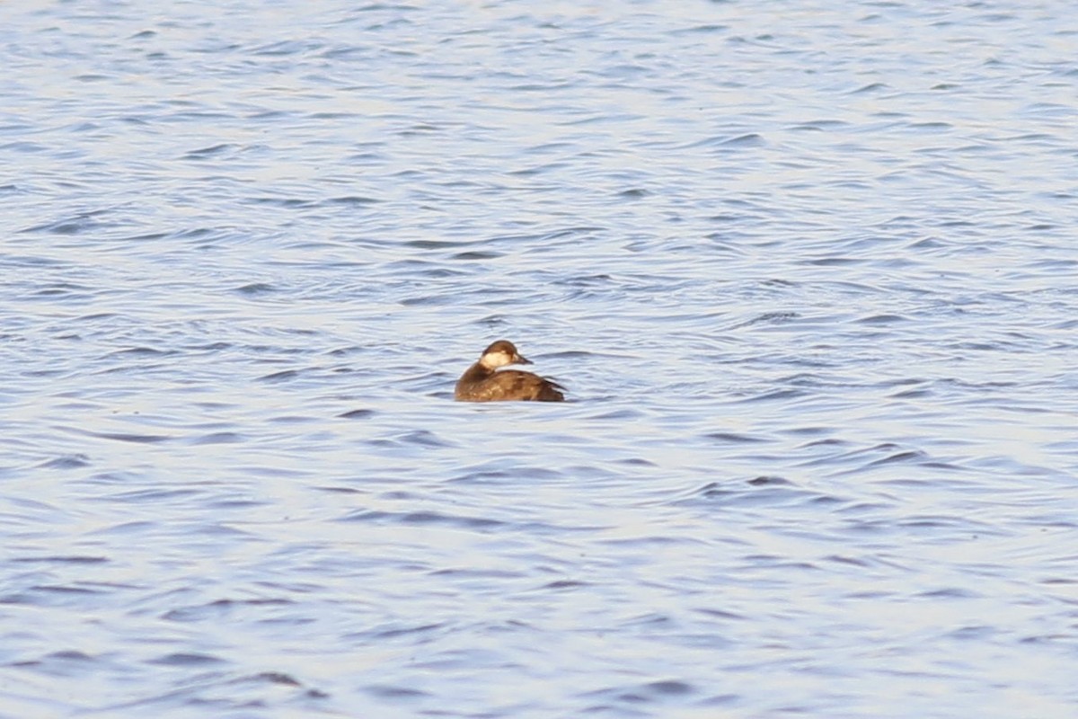 Black Scoter - ML645281594