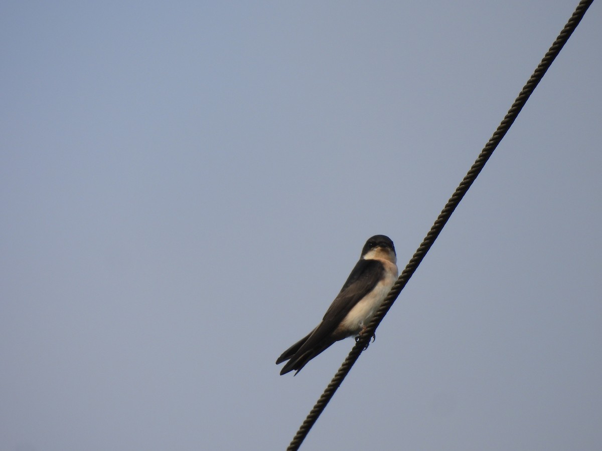 Blue-and-white Swallow - ML645281597