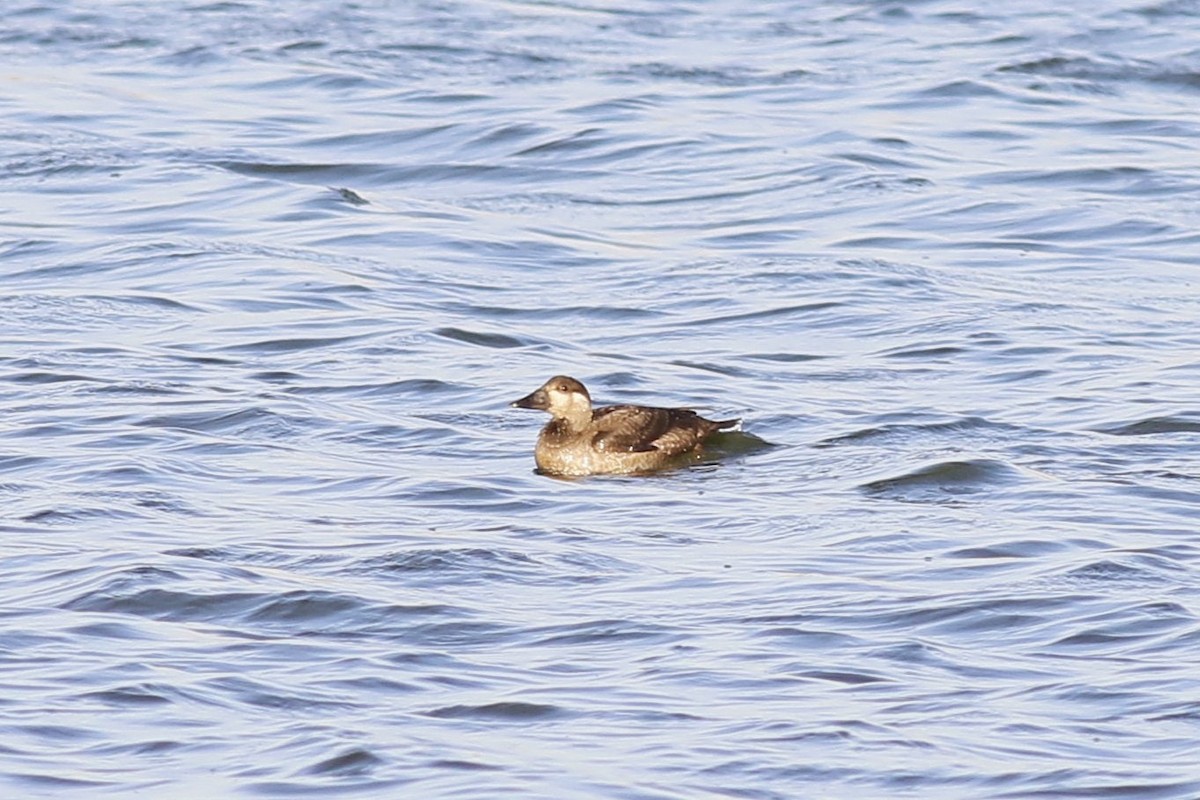Surf Scoter - ML645281602