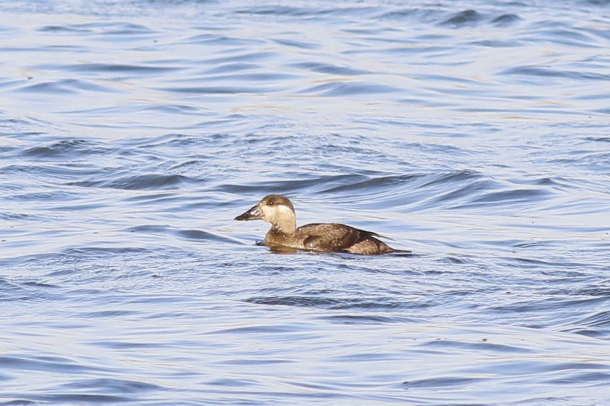 Surf Scoter - ML645281603