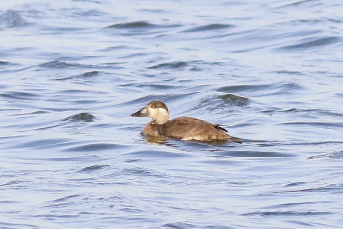 Surf Scoter - ML645281604