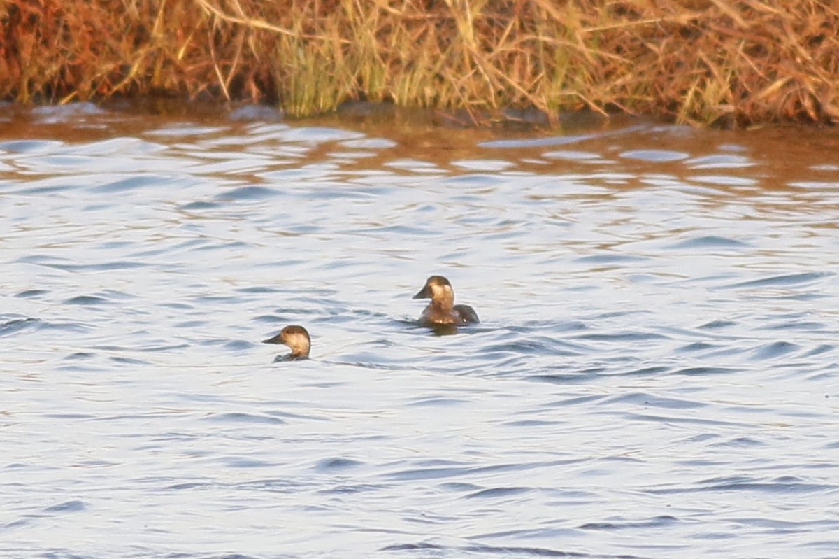 Surf Scoter - ML645281605
