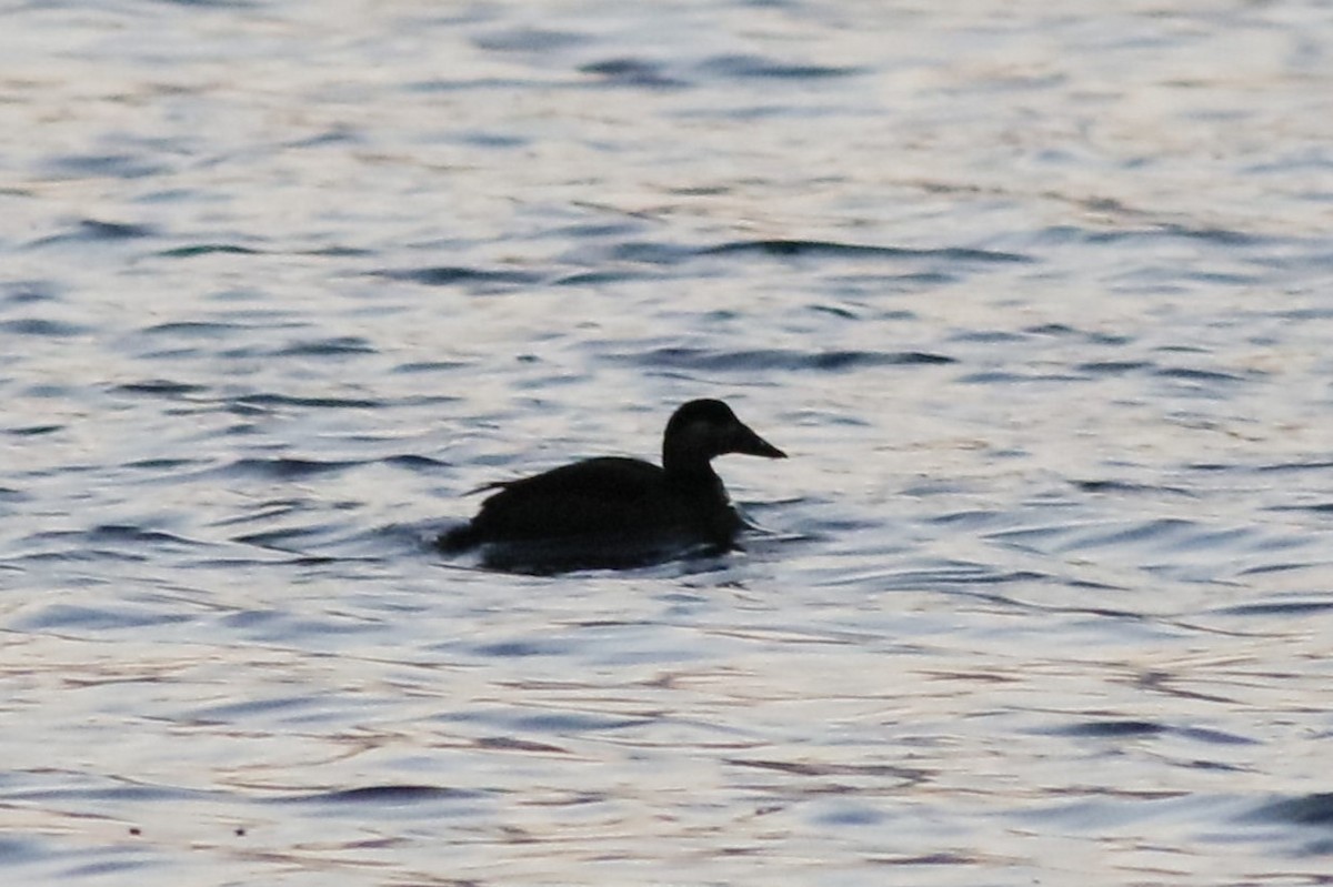 Surf Scoter - ML645281606
