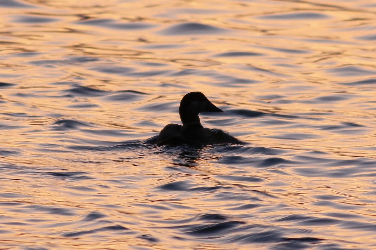 Surf Scoter - ML645281607