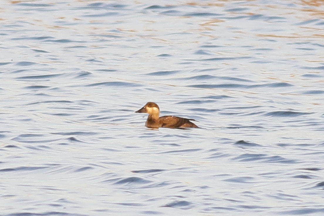 Surf Scoter - ML645281608
