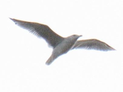 gull sp. - ML645281616