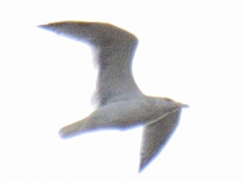 gull sp. - ML645281617