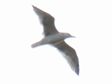 gull sp. - ML645281618