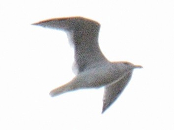 gull sp. - ML645281619