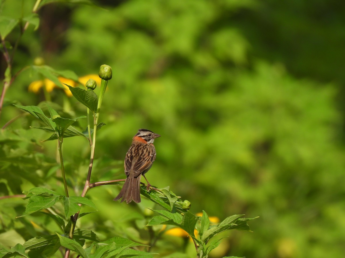 Rufous-collared Sparrow - ML645281646
