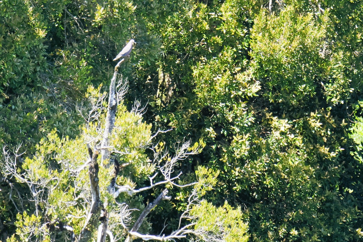 Araukanientaube - ML645281647