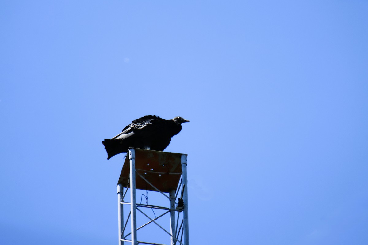 Rabengeier - ML645281650