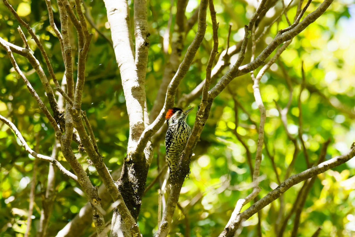 Strichelkopfspecht - ML645281651