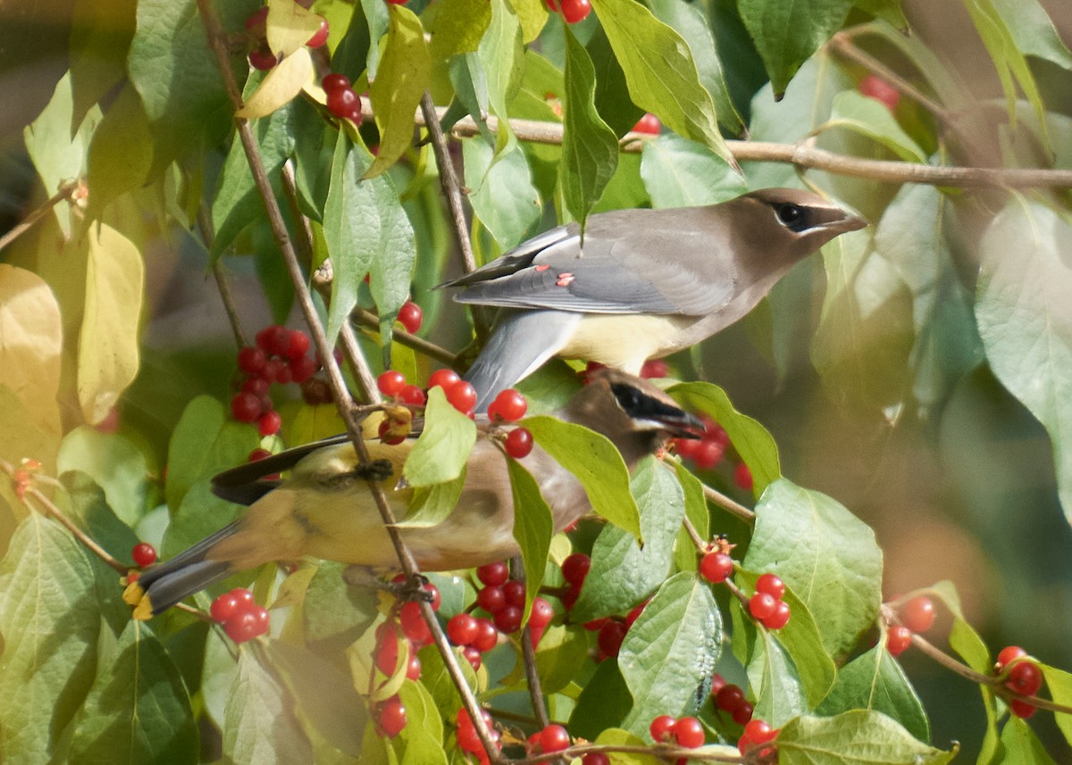 Zedernseidenschwanz - ML645281673